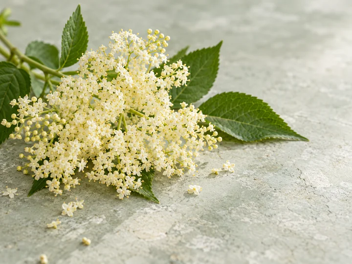 Elderflower flavor inspiration